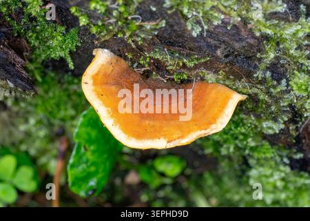 Trametes coccinea, Southern Cinnabar Polypore, Dandenongs NP, Victoria, Australia Stock Photo