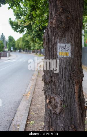 A white and yellow bicycle route marker painted on the textured bark of a tree next to an empty asphalt road with a blurred background and copy space. Stock Photo
