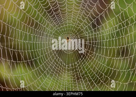 Small spider sitting in its intricate web with dew drops in early morning light Stock Photo