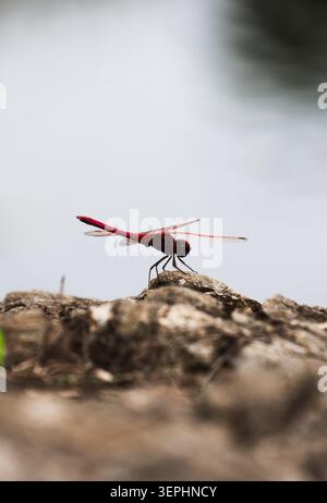 Vibrant Red Dragonfly Perched on a Rugged Rock. A high-contrast macro shot of a bright red dragonfly (Scarlet Skimmer) resting on a textured stone. Stock Photo