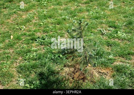A small pine tree in the green grass at Camer Park Stock Photo