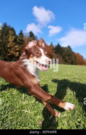 A brown and white dog is running in a field with a blue sky in the background Stock Photo