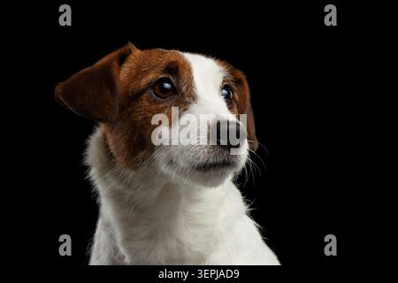 Jack Russell Terrier close-up portrait in three quarter view on black background, studio shot Stock Photo
