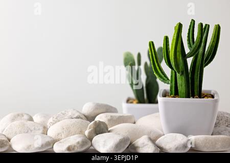 Green cactus in white pot surrounded by white pebble stones on neutral background for modern indoor plant and spa decor Stock Photo