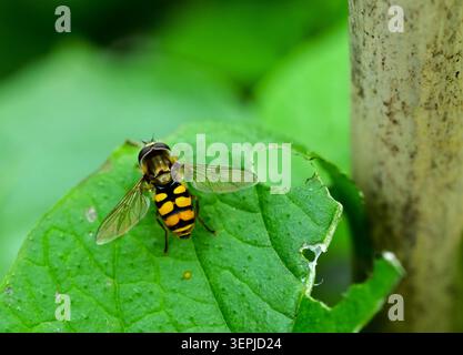 Close-up of a Batman Hoverfly resting on a green leaf. Stock Photo