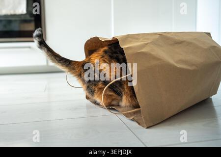 Curious cat having fun alone at home in kitchen, funny kitty getting inside paper bag lying on floor Stock Photo