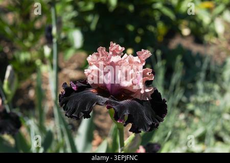 Ruffled pink and black iris flower blooming in green garden Stock Photo