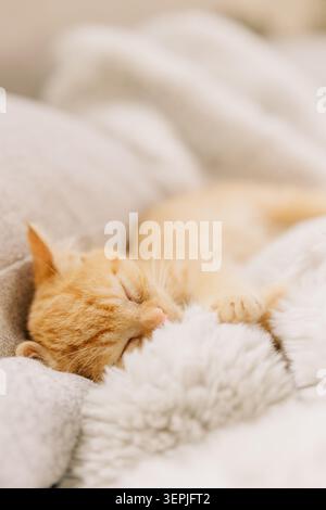 Sleeping ginger kitten on soft blanket Stock Photo