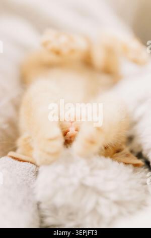 Sleepy ginger kitten hiding its face Stock Photo