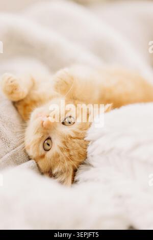Cozy ginger kitten lying on soft blanket Stock Photo