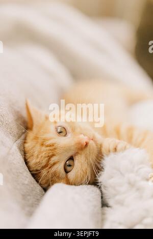 Cozy ginger kitten resting on soft blanket Stock Photo