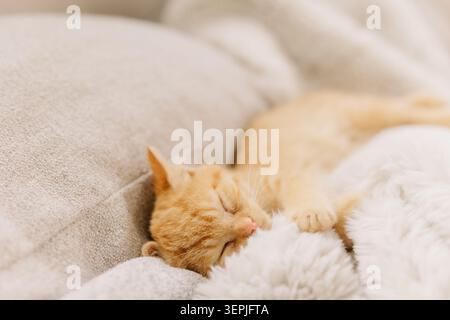 Ginger kitten sleeping on soft blanket Stock Photo