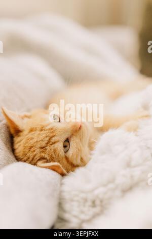 Cozy ginger kitten resting on soft blanket Stock Photo