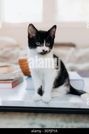 Charming black and white kitten on table Stock Photo