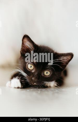 Tiny black and white kitten lying on floor Stock Photo