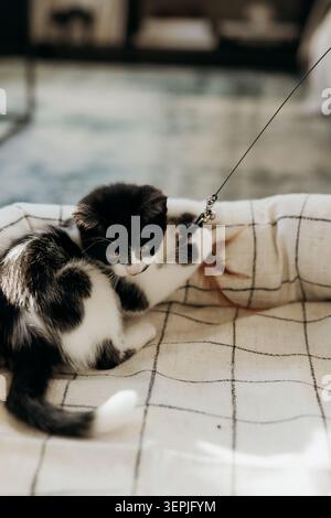Playful black and white kitten on blanket Stock Photo