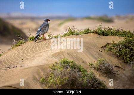 Pale Chanting Goshawk on a windswept desert dune Stock Photo