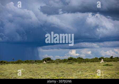 Storm clouds gather over a vast African savanna Stock Photo