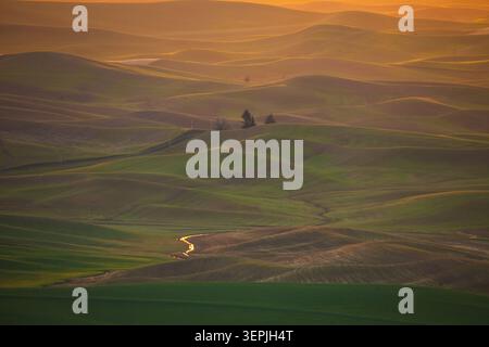 Rolling green hills of the Palouse at sunset Stock Photo