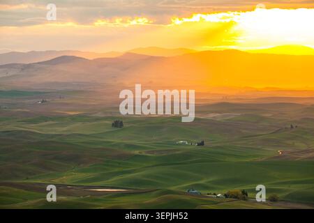 Golden sunset light over rolling green hills Stock Photo