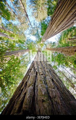 Looking straight up at towering redwood trees Stock Photo
