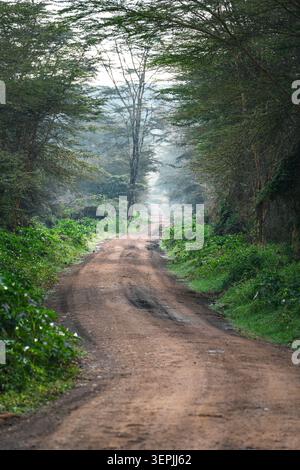 Misty dirt road winding through dense green forest Stock Photo