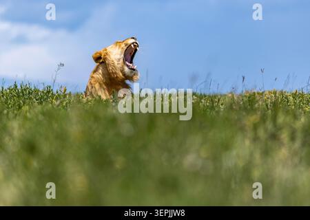 A Young Male Lion Yawning in the Grasslands of the Serengeti Stock Photo