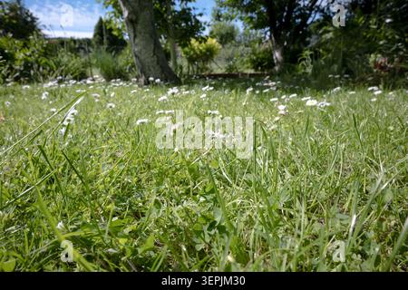 Garden daisies growing in the lawn. Stock Photo