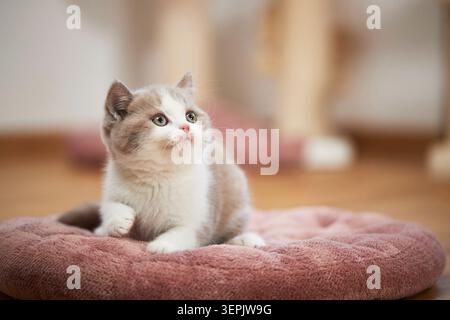 British Shorthair. Kitten lying on a pet bed. Germany Stock Photo