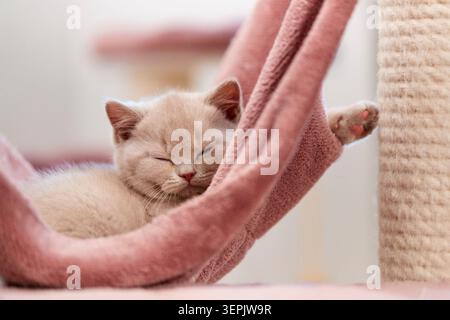 British Shorthair cat. Kitten sleeping in a hammock. Germany Stock Photo