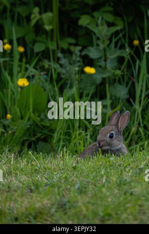 Cute wild baby rabbit peeking out from behind tall green grass Stock Photo