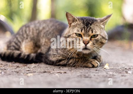 photo Stock Photo
