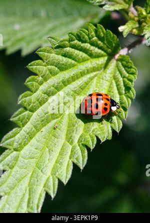 Asian Lady Beetle (Harmonia axyridis) on a leaf. Germany Stock Photo