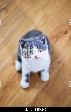 British Shorthair. Kitten sitting on parquet. Germany Stock Photo