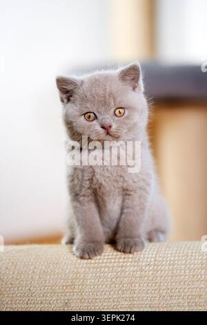 British Shorthair. Kitten sitting on scratching board. Germany Stock Photo