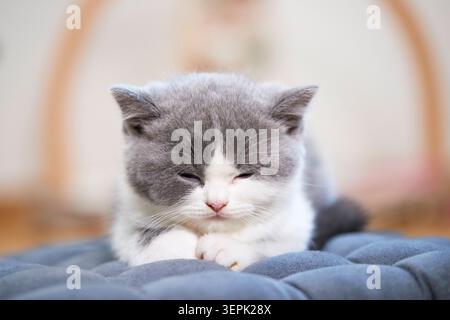 British Shorthair cat. Kitten sleeping on a pet bed. Germany Stock Photo