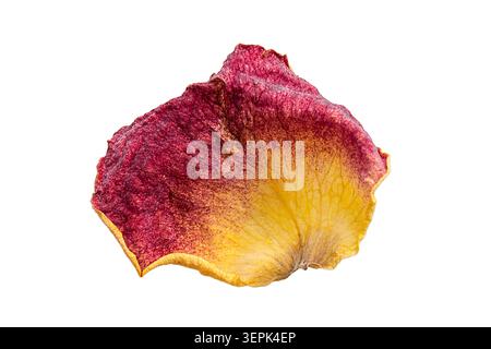 One small red and yellow rose dry petal isolated on white background Stock Photo