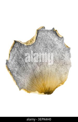 One white and yellow dried rose petal isolated on white background Stock Photo