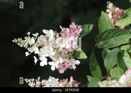 Hydrangea paniculata, or panicled hydrangea, is a species of flowering plant in the family Hydrangeaceae native to southern and eastern China, Korea, Stock Photo