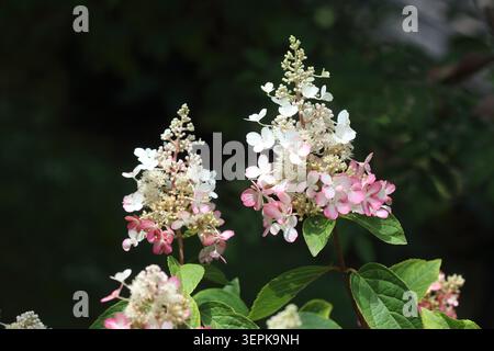 Hydrangea paniculata, or panicled hydrangea, is a species of flowering plant in the family Hydrangeaceae native to southern and eastern China, Korea, Stock Photo