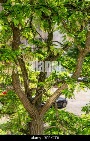 An ancient blooming Robinia pseudoacacia tree showing rugged textured trunks, white cascading flowers, and vibrant green pinnate leaves Stock Photo