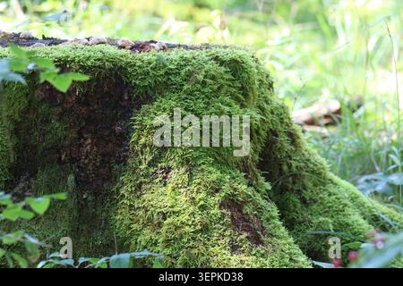 Side closeup view of an old decaying tree stump heavily overgrown with thick green moss in a sunlit forest Stock Photo