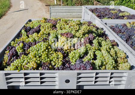 Bunches of white and red grapes freshly harvested in a large plastic bulks by side the vineyards Stock Photo