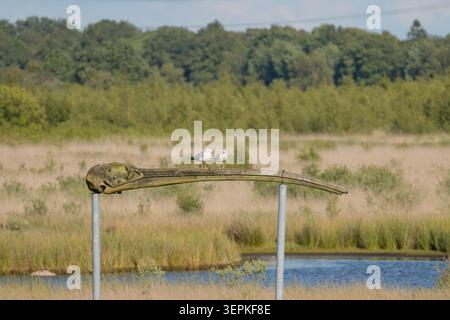 Two black-headed gulls perch on a curved metal beam above a wetland. Stock Photo