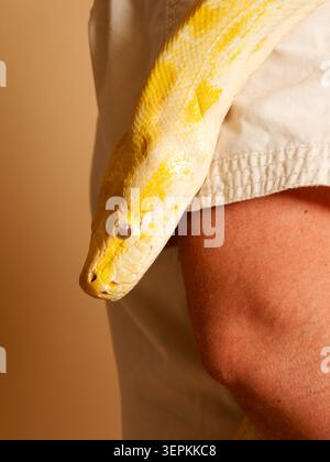 Albino Burmese python (Python bivittatus) held by an animal handler during an educational wildlife presentation in France. Stock Photo
