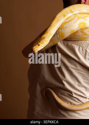 Albino Burmese python (Python bivittatus) held by an animal handler during an educational wildlife presentation in France. Stock Photo