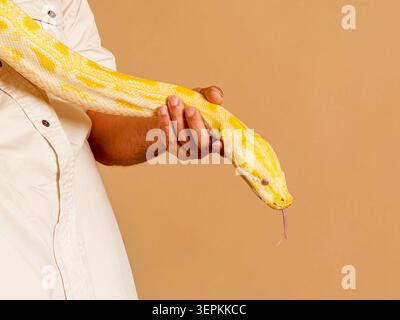 Albino Burmese python (Python bivittatus) held by an animal handler during an educational wildlife presentation in France. Stock Photo