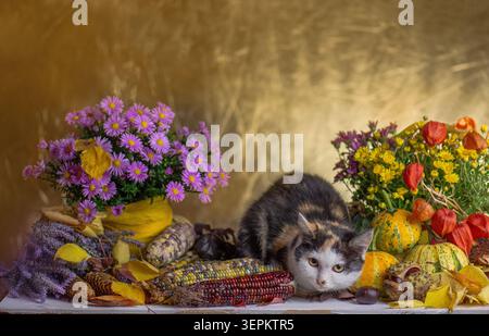 Calico cat with autumn flowers and harvest decoration on warm golden background. Tortoiseshell cat lies among ornamental pumpkins and dried corn frame Stock Photo
