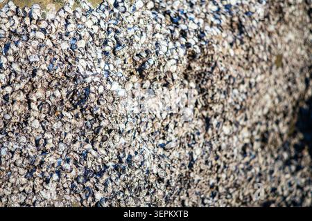 This image shows a detailed close-up of a gravel surface composed of small stones and pebbles, highlighting its rough texture and natural, earthy appe Stock Photo