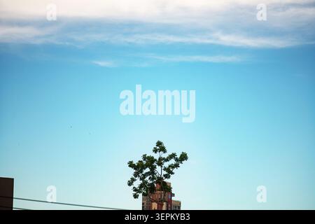 A single tree grows atop a building in an urban environment, set against a bright blue sky with wispy clouds, symbolizing nature amid city life in day Stock Photo